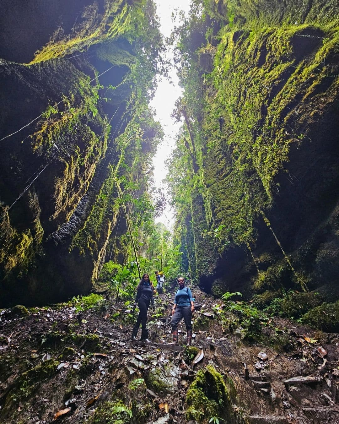Bosques de Pandora “El Avatar de Colombia”